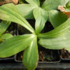 Arnica montana seeds, organic - Image 4