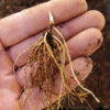 Arnica montana seeds, organic - Image 3