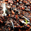 Arnica montana seeds, organic - Image 6