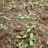 Arnica montana seeds, organic - Image 7