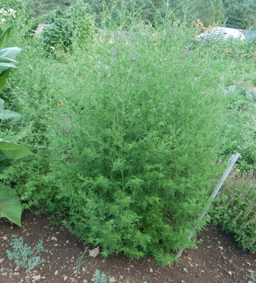 Sweet wormwood seeds Artemisia annua 5000 Graines d'Armoise annuelle 
