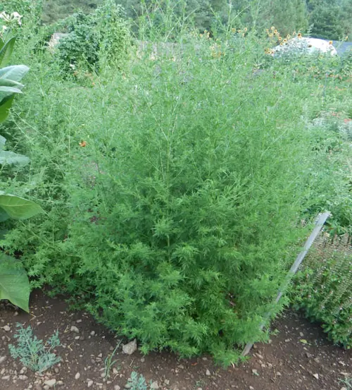 Artemisia annua, Dried Flowering Herb, 50 g bag, organic - Image 3