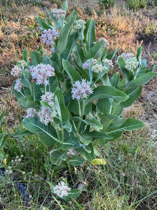 Milkweed, Showy (Asclepias speciosa), packet of 30 seeds
