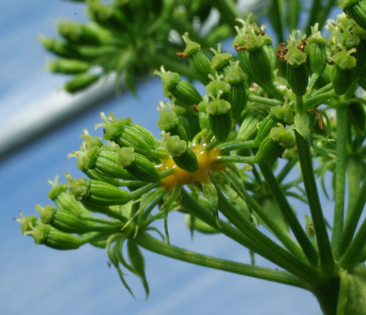 Ashitaba, (Angelica keiskei koidzumi) seeds, organic - Image 8