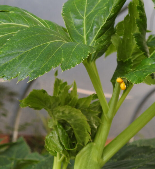 Ashitaba, (Angelica keiskei koidzumi), potted plant, organic - Image 3