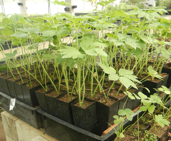 Ashitaba, (Angelica keiskei koidzumi) seeds, organic - Image 9