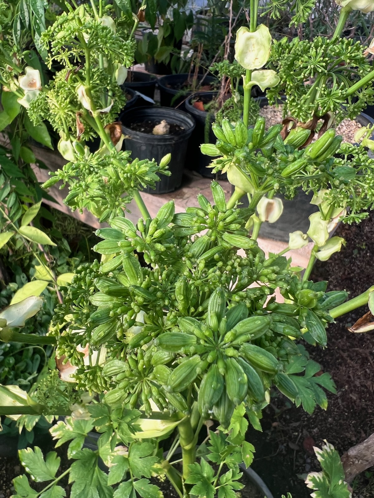 Ashitaba, (Angelica keiskei koidzumi) seeds, organic - Image 10