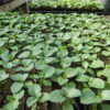 Ashwagandha, Vedic (Withania somnifera) potted plant, organic