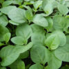 Ayurvedic Medicinal Herb Seed Collection (7 packets): Bodhi Tree; Andrographis; Ashwagandha, Vedic; Eclipta, Lemongrass; Spilanthes, Brede Mafane; Tulsi, Rama - Image 3