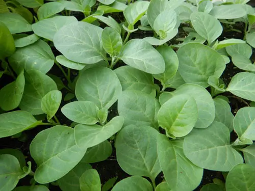 Ashwagandha, Vedic (Withania somnifera) potted plant, organic - Image 2