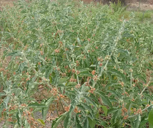 Ashwagandha, African Ecotype (Withania somnifera) potted plant, organic - Image 2
