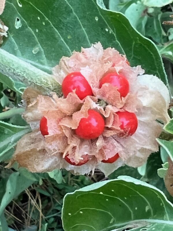 Ashwagandha, African Ecotype (Withania somnifera) seeds, organic - Image 13