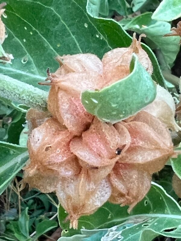 Ashwagandha, African Ecotype (Withania somnifera) seeds, organic - Image 12