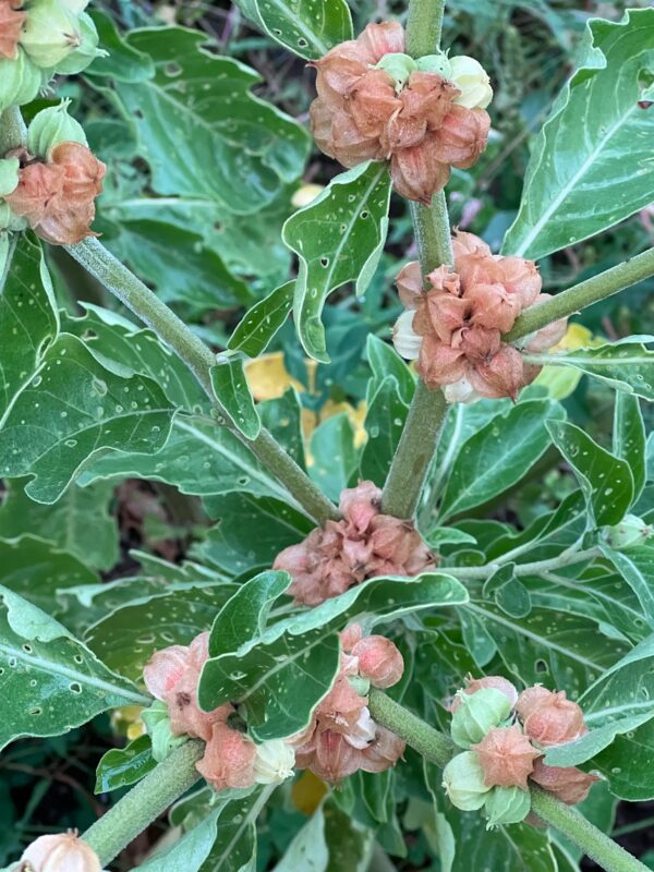 Ashwagandha, African Ecotype (Withania somnifera) seeds, organic - Image 11