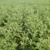 Ashwagandha, Vedic (Withania somnifera) potted plant, organic - Image 5