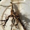 Ashwagandha, Vedic (Withania somnifera) seeds, organic - Image 10