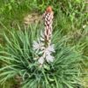 Asphodel (Asphodelus albus), packet of 10 seeds, organic