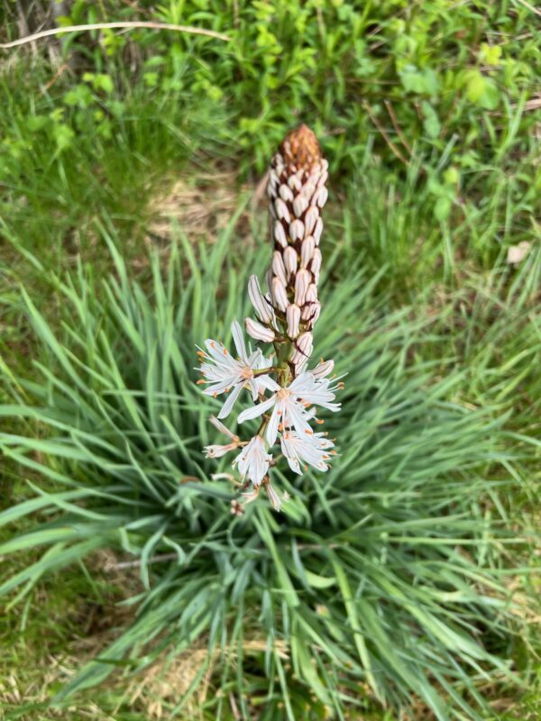Asphodel (Asphodelus albus), packet of 10 seeds, organic