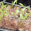 Aster,  Purple (Aster tataricus) potted plant, organic - Image 3