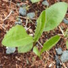 Aster,  Purple (Aster tataricus) potted plant, organic - Image 2