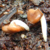 Astragalus (Astragalus membranaceus) seeds, organic - Image 3