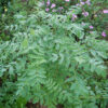 Astragalus (Astragalus membranaceus) seeds, organic - Image 6
