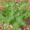 Astragalus (Astragalus membranaceus) seeds, organic - Image 7