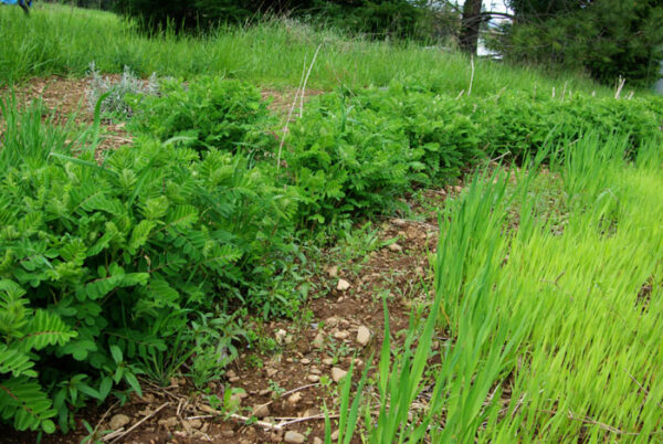 Astragalus (Astragalus membranaceus) seeds, organic