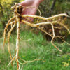 Astragalus (Astragalus membranaceus) seeds, organic - Image 9
