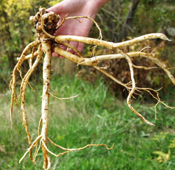 Astragalus (Astragalus membranaceus) seeds, organic - Image 9