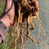 Ashwagandha, Vedic (Withania somnifera) seeds, organic - Image 9