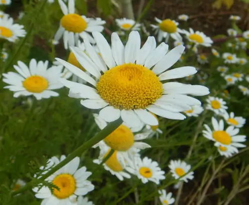 Pellitory (Mount Atlas Daisy) (Anacyclus pyrethrum), packet of 50 seeds, organic - Image 4
