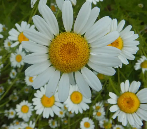 Pellitory (Mount Atlas Daisy) (Anacyclus pyrethrum), packet of 50 seeds, organic