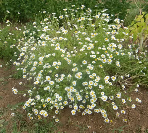 Pellitory (Mount Atlas Daisy) (Anacyclus pyrethrum), packet of 50 seeds, organic - Image 5