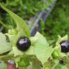 Belladonna, Official (Atropa belladonna) seeds, organic - Image 2