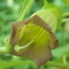 Belladonna, Turkmenistan (Atropa komarovii), packet of 10 seeds, organic - Image 4