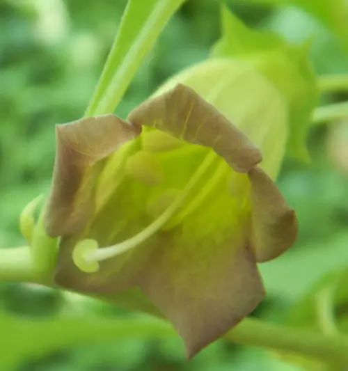 Belladonna, Turkmenistan (Atropa komarovii), packet of 10 seeds, organic - Image 4
