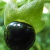 Belladonna, Turkmenistan (Atropa komarovii), packet of 10 seeds, organic - Image 5