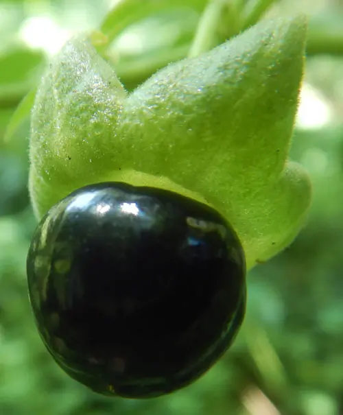 Belladonna, Turkmenistan (Atropa komarovii), packet of 10 seeds, organic - Image 5