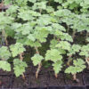 Geranium, Scented "Attar of Roses" (Pelargonium capitatum) potted plant, organic - Image 2