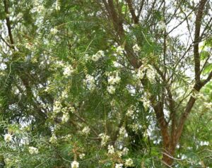 Australian Tea Tree (Melaleuca alternifolia)