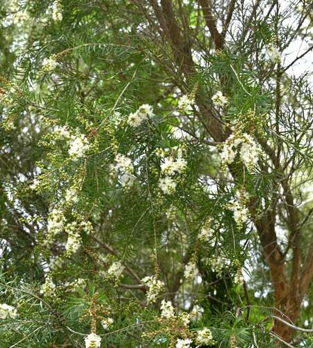 Australian Tea Tree (Melaleuca alternifolia)
