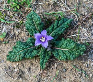 Autumn Mandrake (Mandragora autumnalis) plant