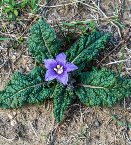 Autumn Mandrake (Mandragora autumnalis) plant