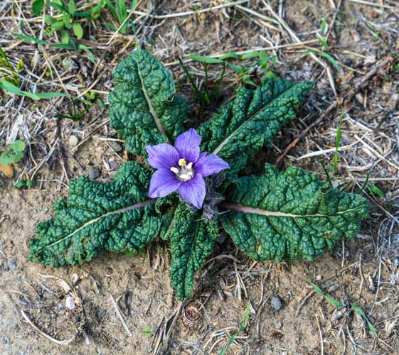 Autumn Mandrake (Mandragora autumnalis) plant