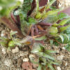 Mandrake, Autumn (Mandragora autumnalis), packet of 13 seeds, dried - Image 6