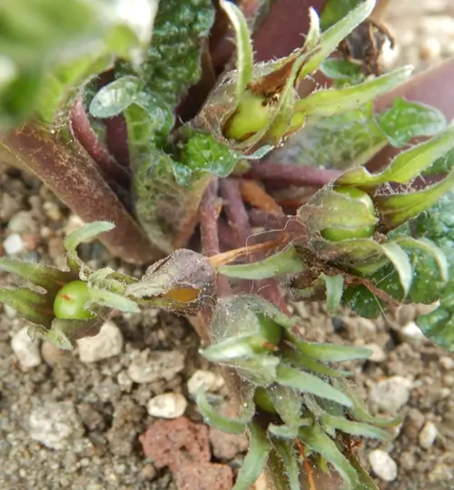 Mandrake, Autumn (Mandragora autumnalis), packet of 13 seeds, dried - Image 6