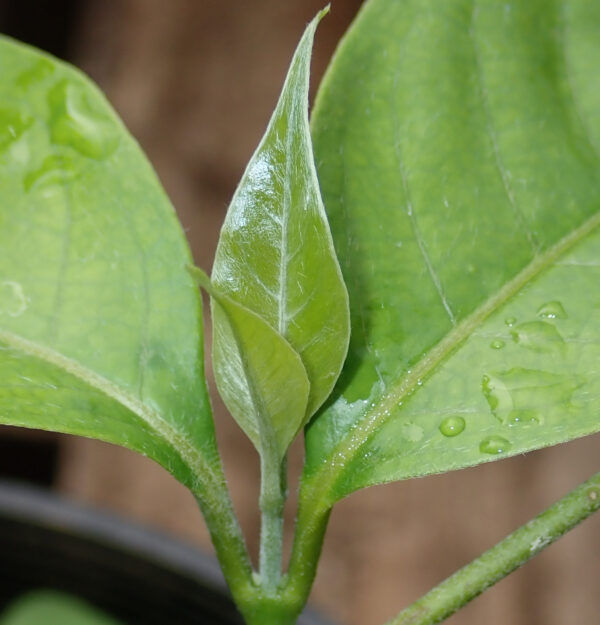 Ayahuasca (Yage) (Banisteriopsis caapi), Ourinhos, Potted Vine, Organic - Image 2