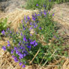 Skullcap, Baikal (Scutellaria baicalensis) potted plant, organic - Image 3