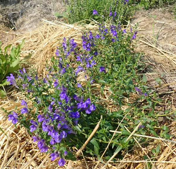 Skullcap, Baikal (Scutellaria baicalensis) potted plant, organic - Image 3